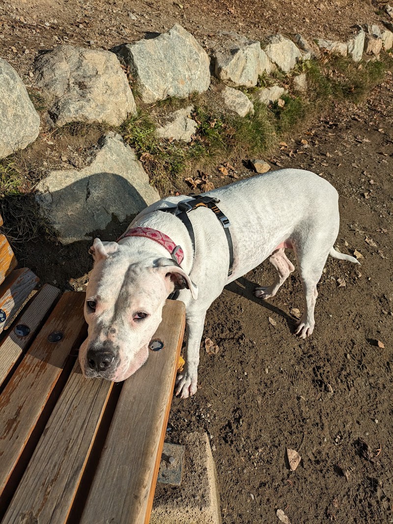 Canine Cove dog park in Whistler, British Columbia