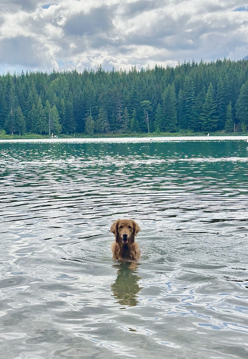Canine Cove dog park in Whistler, British Columbia