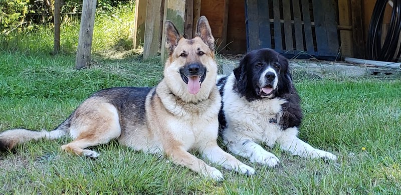 Active Reactive Field for Dogs- By Appointment dog park in Sooke, British Columbia