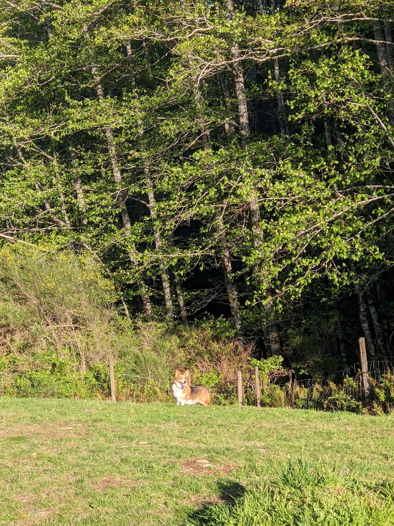 Active Reactive Field for Dogs- By Appointment dog park in Sooke, British Columbia