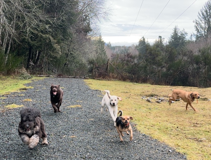 Active Reactive Field for Dogs- By Appointment dog park in Sooke, British Columbia
