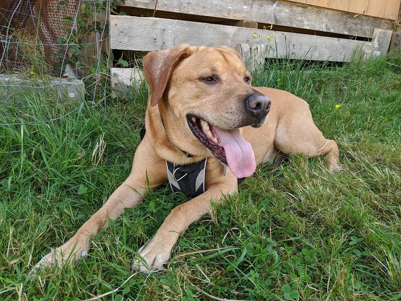 Active Reactive Field for Dogs- By Appointment dog park in Sooke, British Columbia