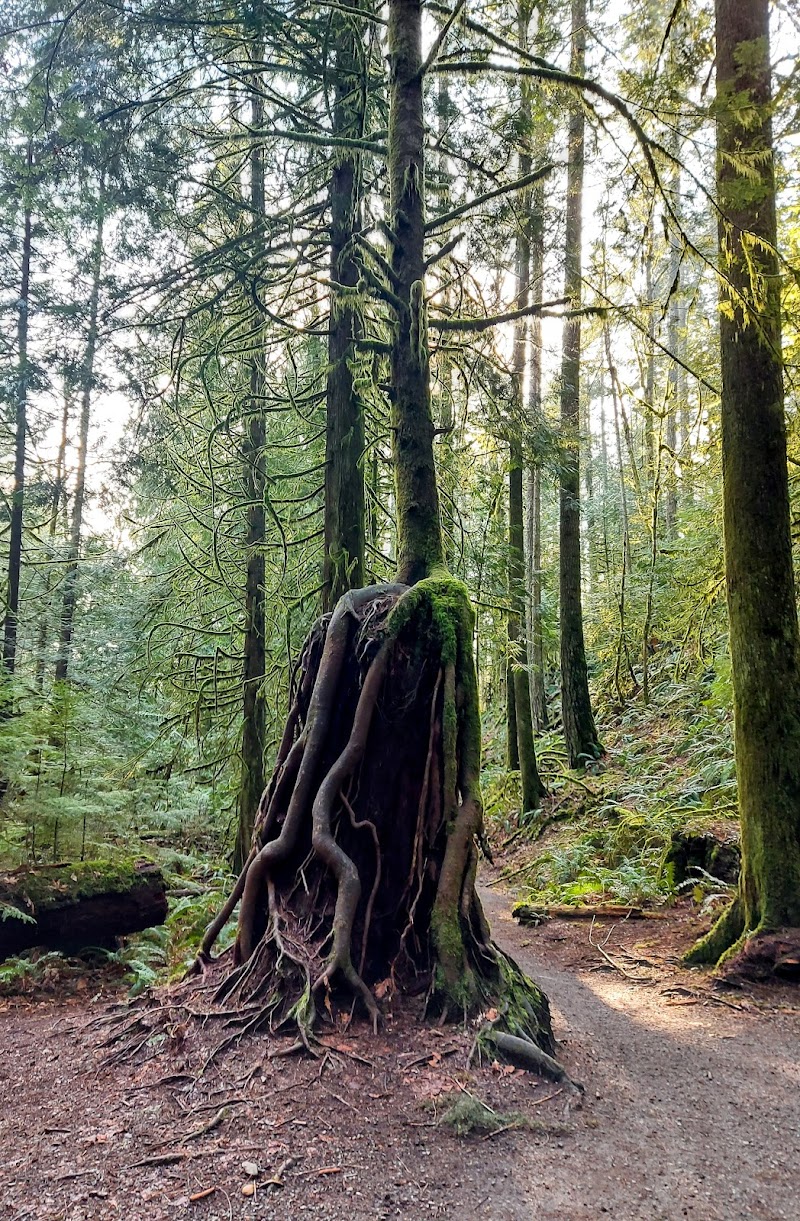 Chemainus Lake Park dog park in Chemainus, British Columbia