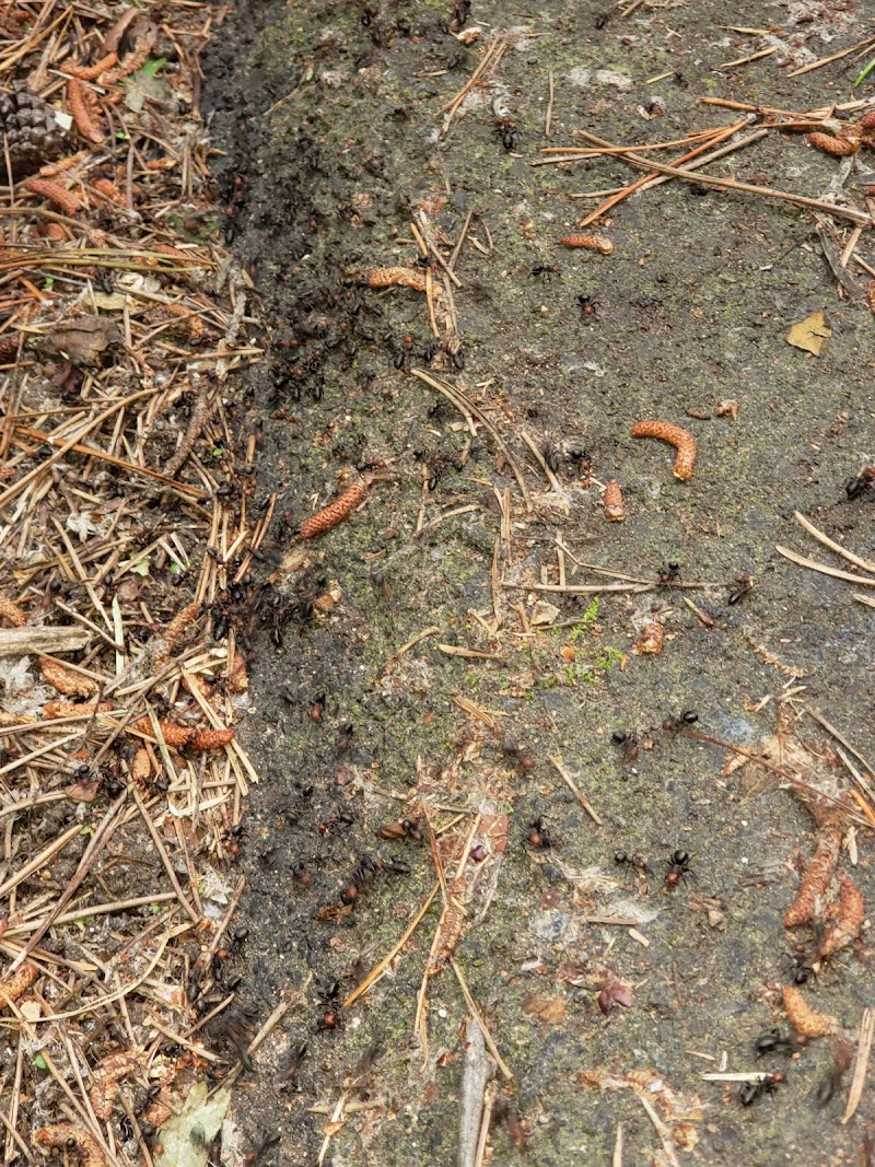 Beban Park Off-Leash Dog Park dog park in Nanaimo, British Columbia