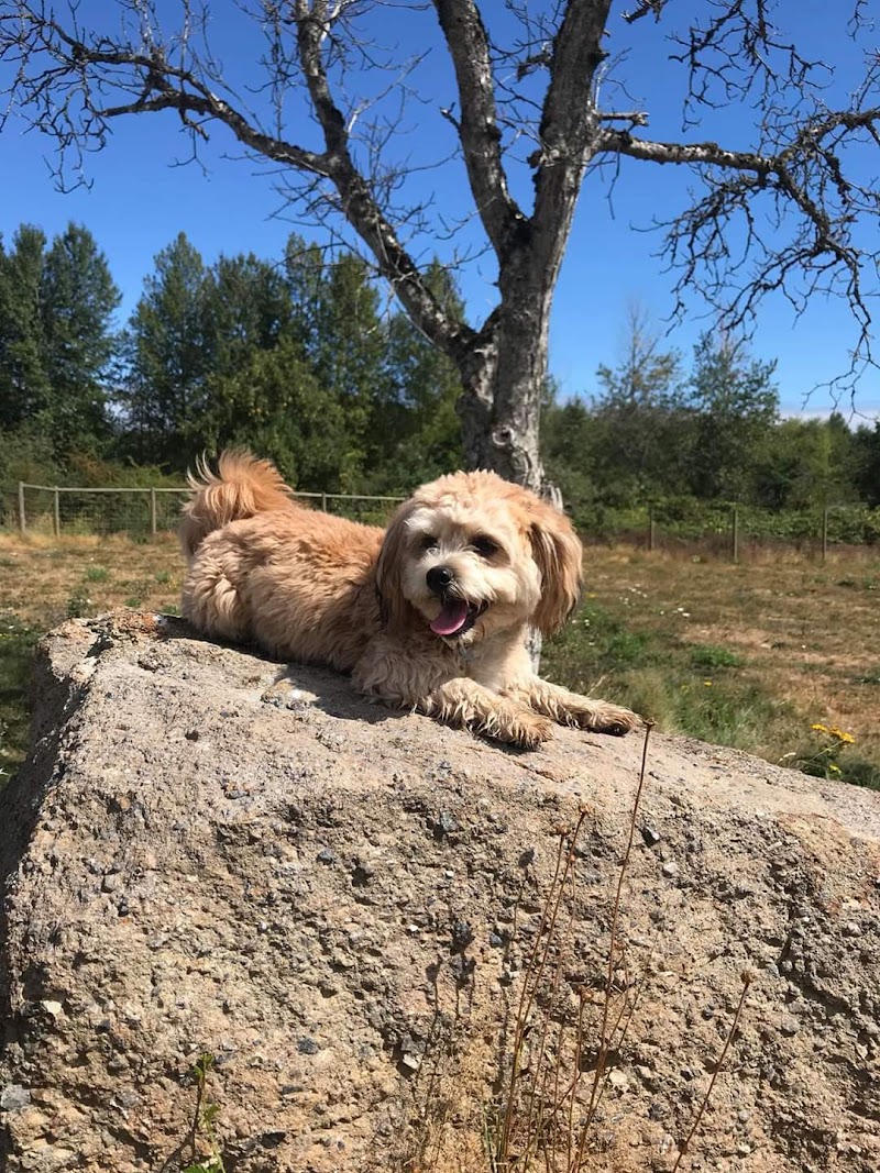 Central Bark dog park in Nanaimo, British Columbia