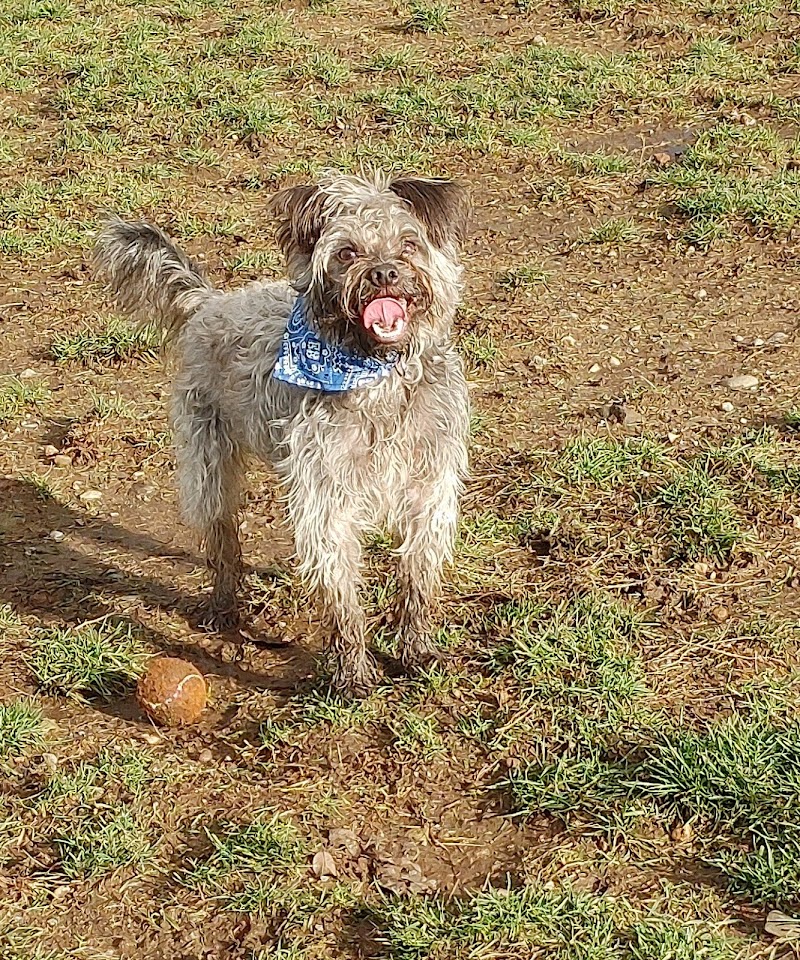 Central Bark dog park in Nanaimo, British Columbia