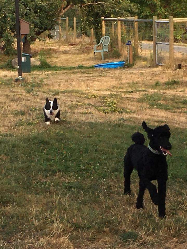 Central Bark dog park in Nanaimo, British Columbia