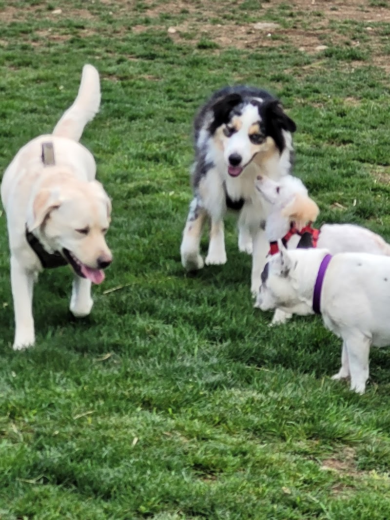 Central Bark dog park in Nanaimo, British Columbia