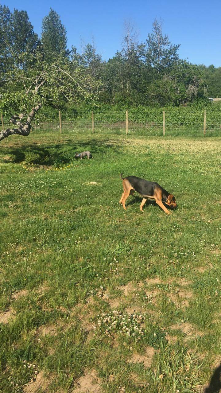 Central Bark dog park in Nanaimo, British Columbia