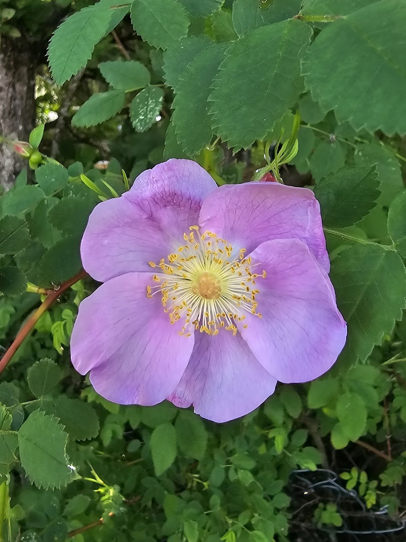 Northfield Rotary Lookout Park dog park in Nanaimo, British Columbia