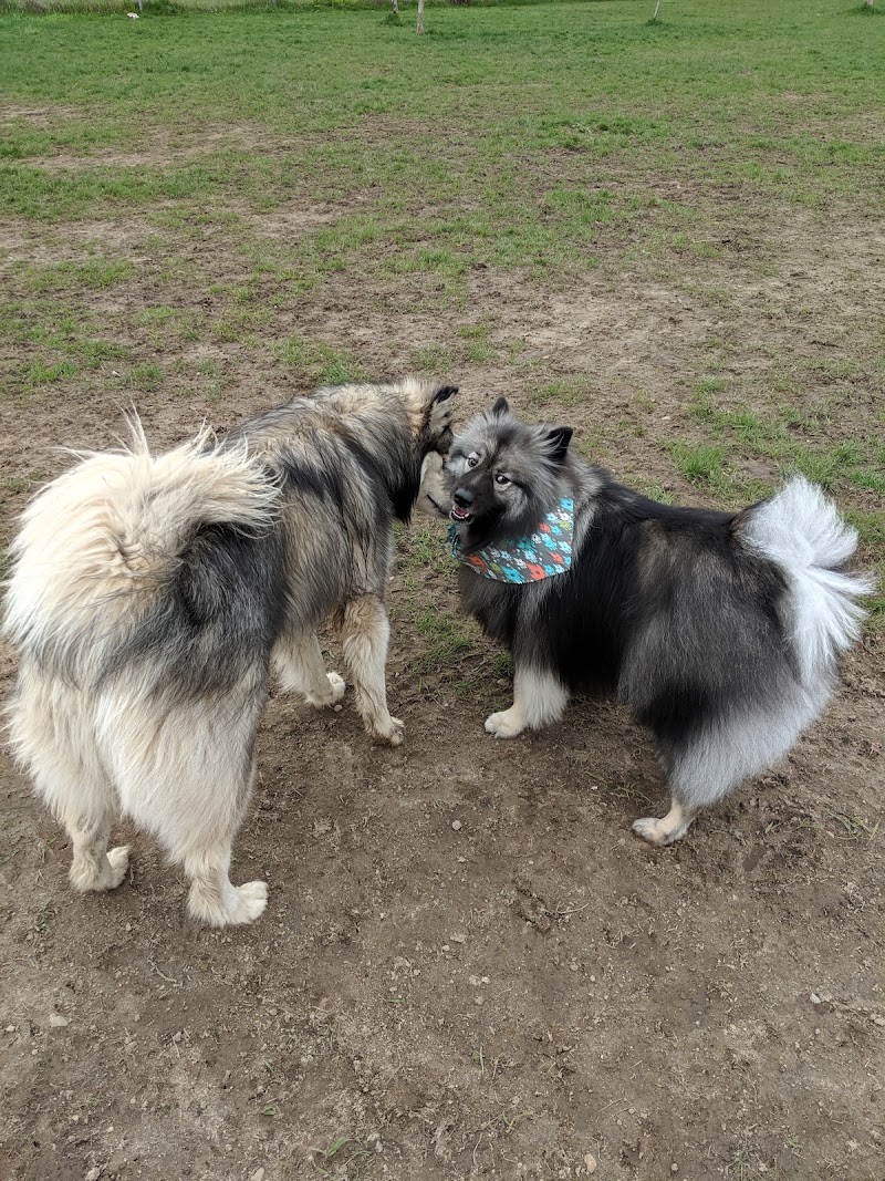 Maple Grove Dog Park dog park in Breslau, Ontario