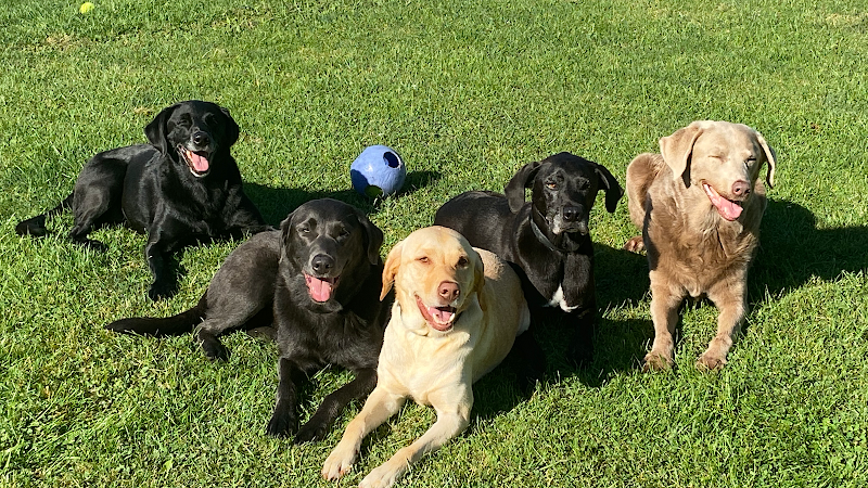 K9 Fun Zone dog park in Caledonia, Ontario