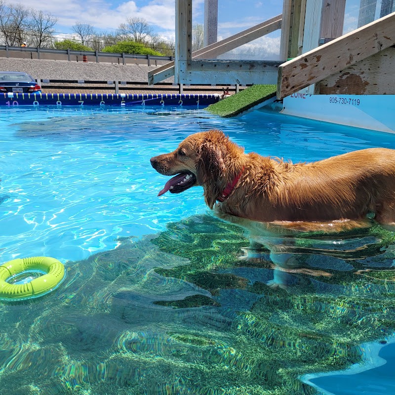 K9 Fun Zone dog park in Caledonia, Ontario