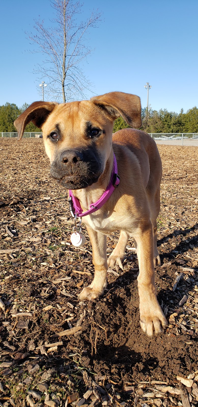 Tillsonburg Dog Park dog park in Tillsonburg, Ontario