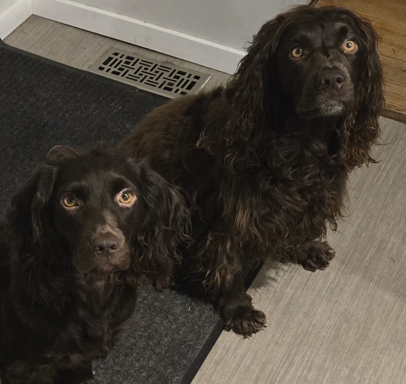 Beautiful Joe's Leash-Free Dog Park dog park in Meaford, Ontario