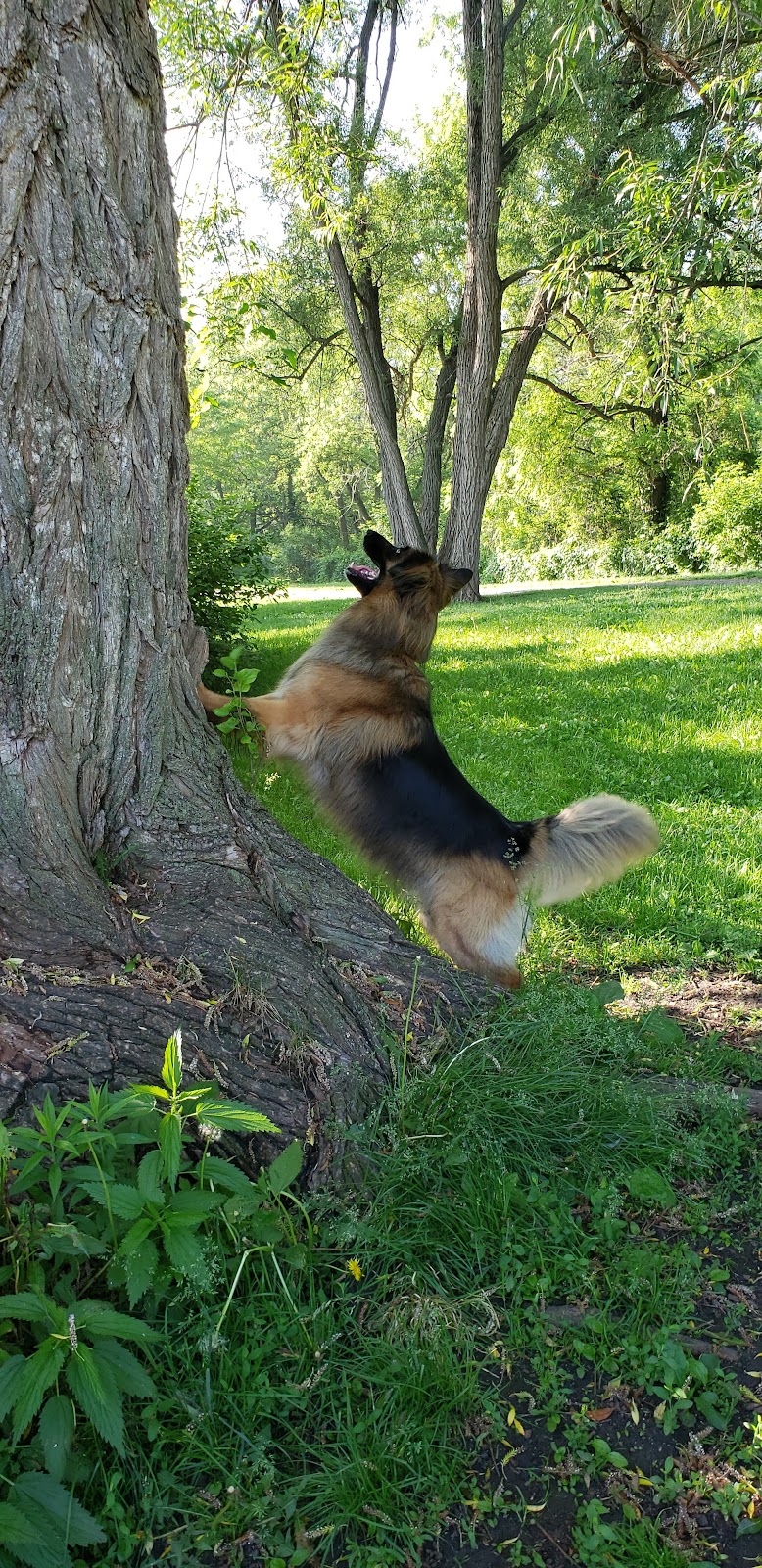 Henry Street Off-Lead Dog Park dog park in Woodstock, Ontario
