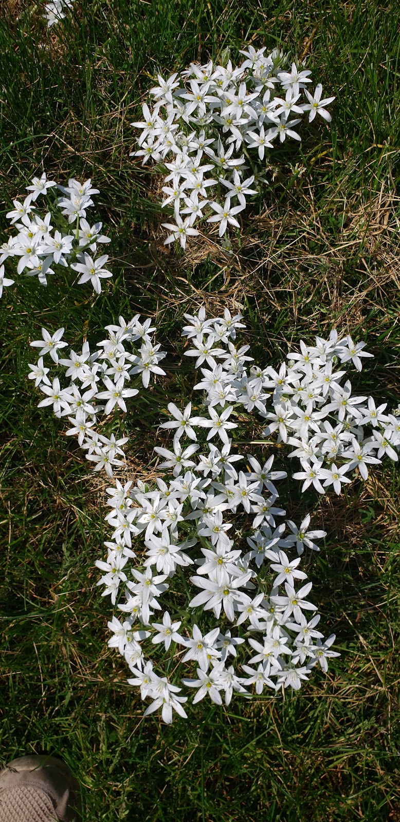 Henry Street Off-Lead Dog Park dog park in Woodstock, Ontario