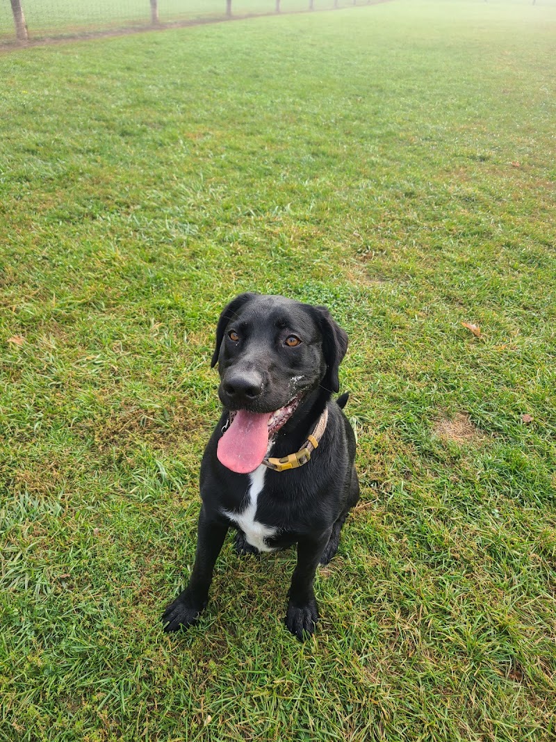 Kettle Creek Dog Park dog park in St Thomas, Ontario