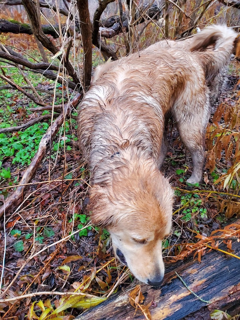 Lions Club Dog Park dog park in St Thomas, Ontario