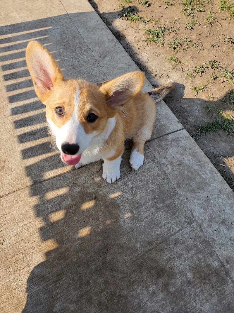 Alliston Off-Leash Dog Park dog park in Alliston, Ontario
