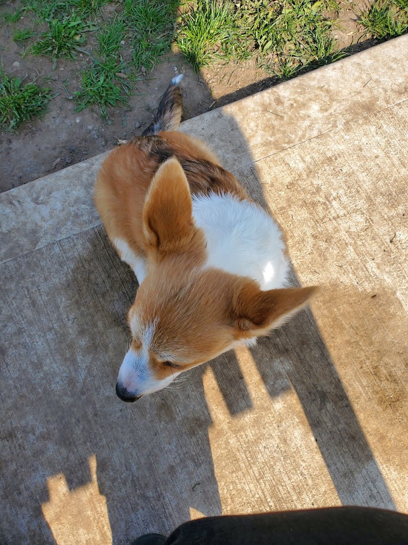 Alliston Off-Leash Dog Park dog park in Alliston, Ontario