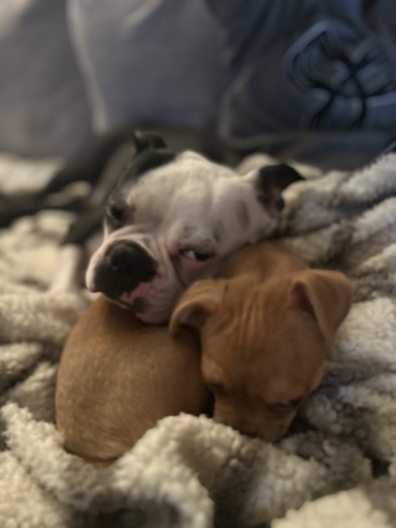 Rambo Butters cute dogs and puppies! dog park in London, Ontario