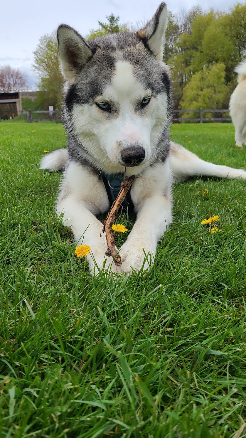 Thamesford Dog Park dog park in Thamesford, Ontario