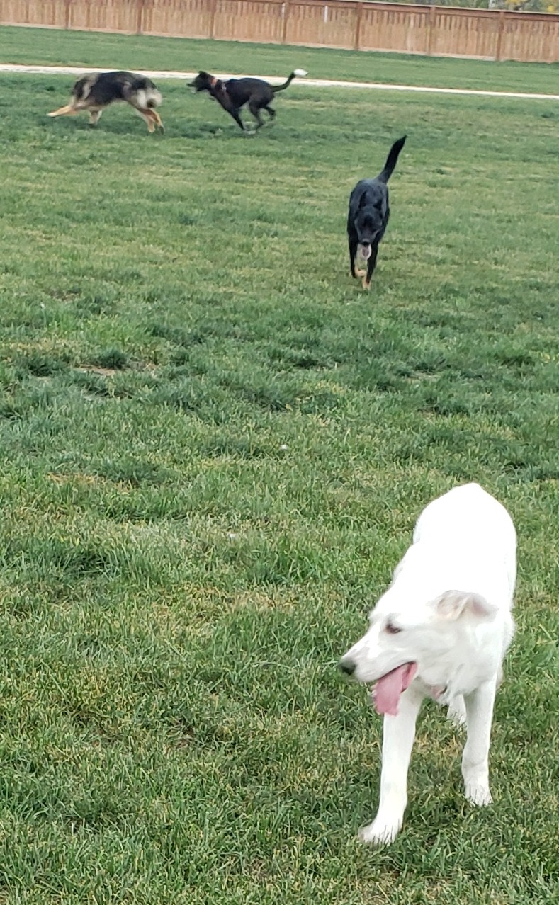 Brenda Leipsic Off-leash Dog Park dog park in Winnipeg, Manitoba