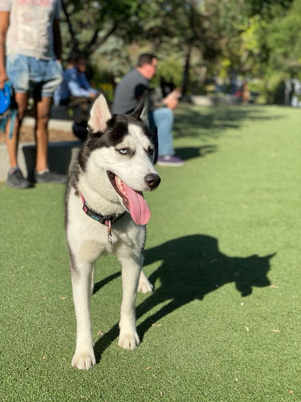 Bonnycastle Dog Park dog park in Winnipeg, Manitoba