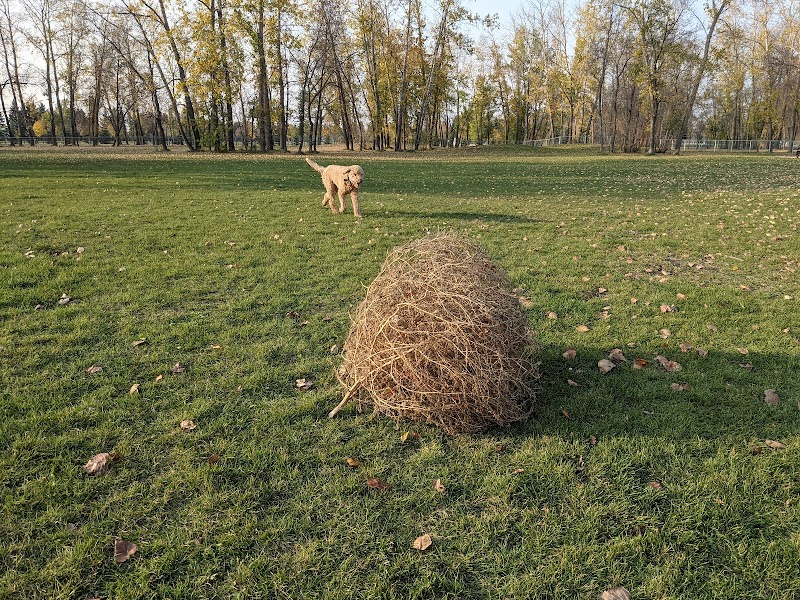 Portage la Prairie Dog Park dog park in Southport, Manitoba