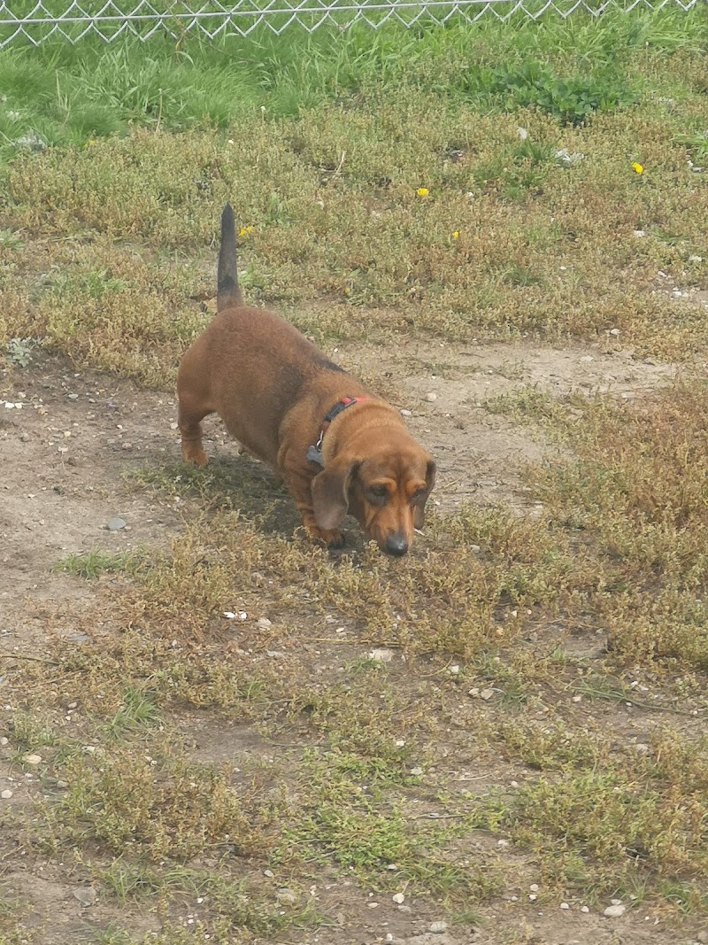 Hanbury Hill Pooch Park dog park in Brandon, Manitoba