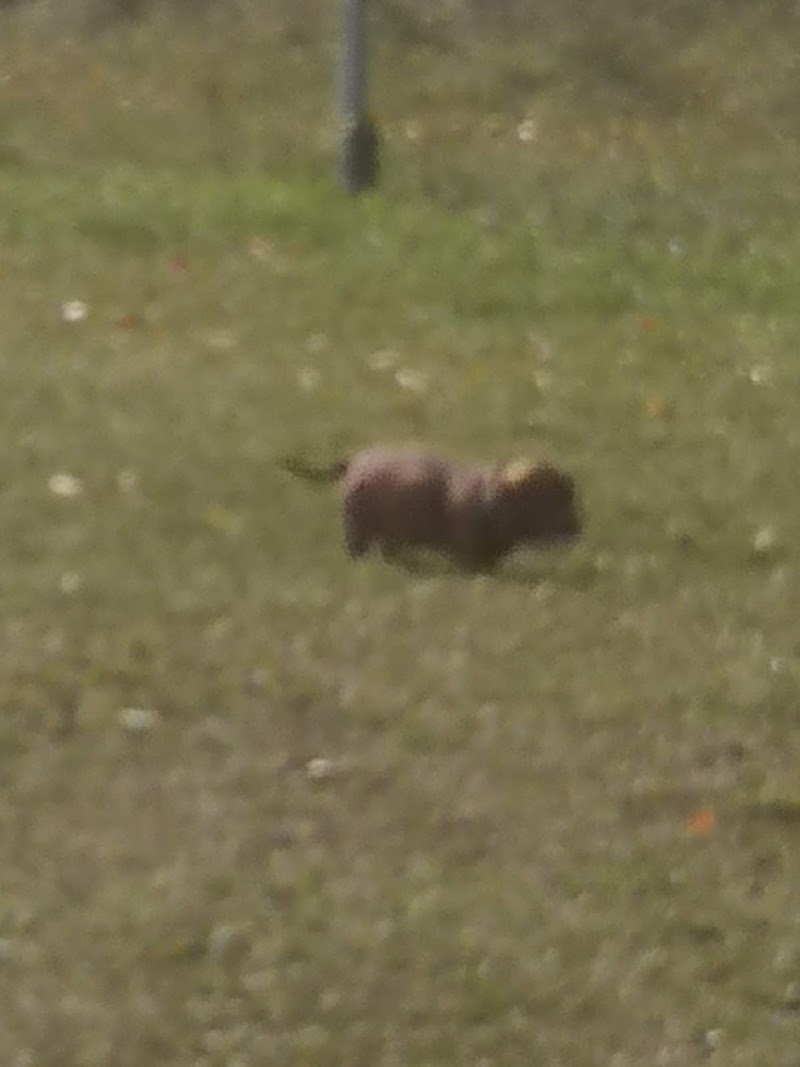 Hanbury Hill Pooch Park dog park in Brandon, Manitoba
