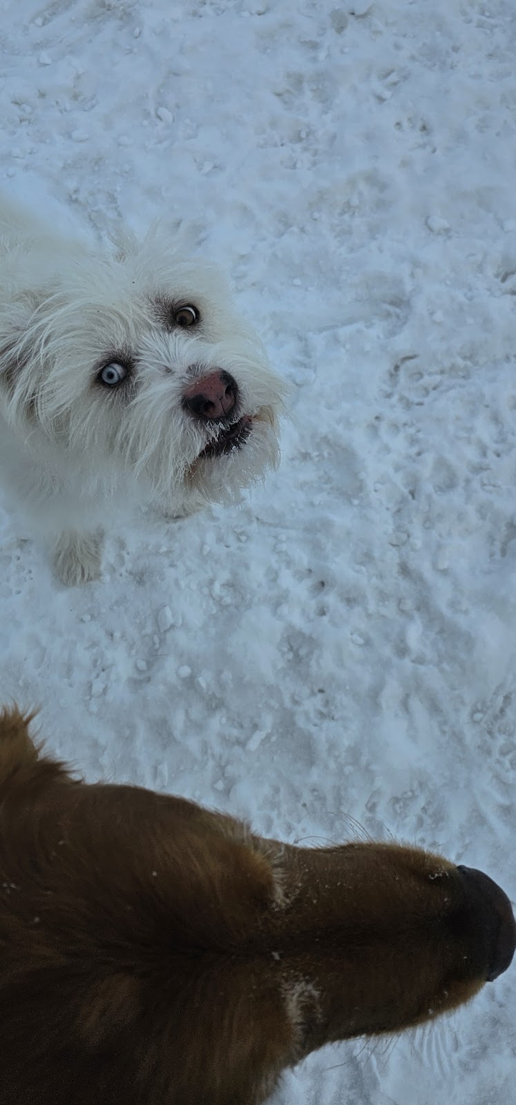 East End Dog Park dog park in Brandon, Manitoba