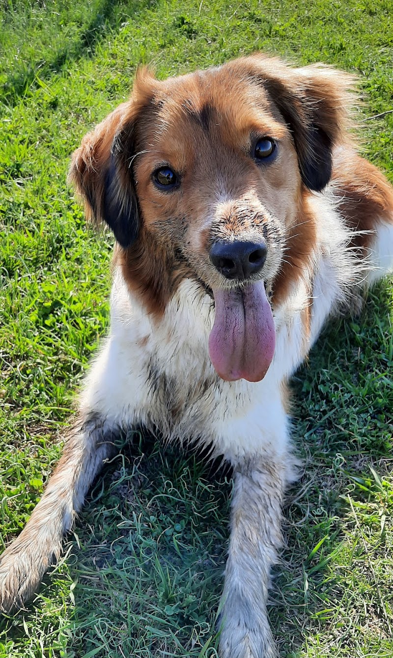 The Meadow dog park in Virgil, Ontario