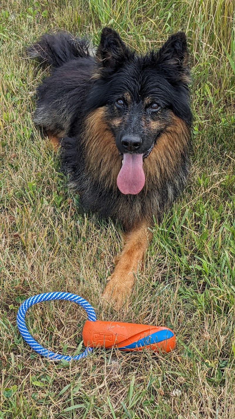 The Meadow dog park in Virgil, Ontario