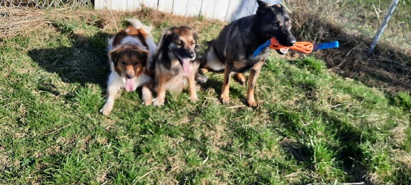 The Meadow dog park in Virgil, Ontario