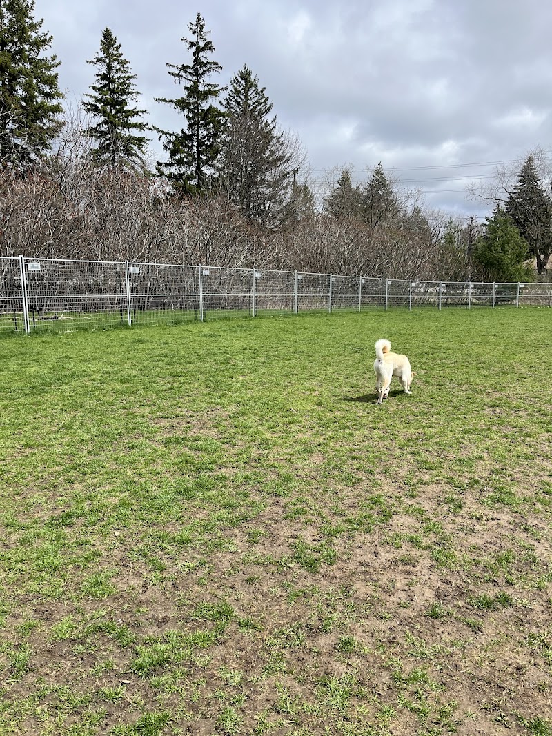Victoria square Pop up dog park dog park in Markham, Ontario
