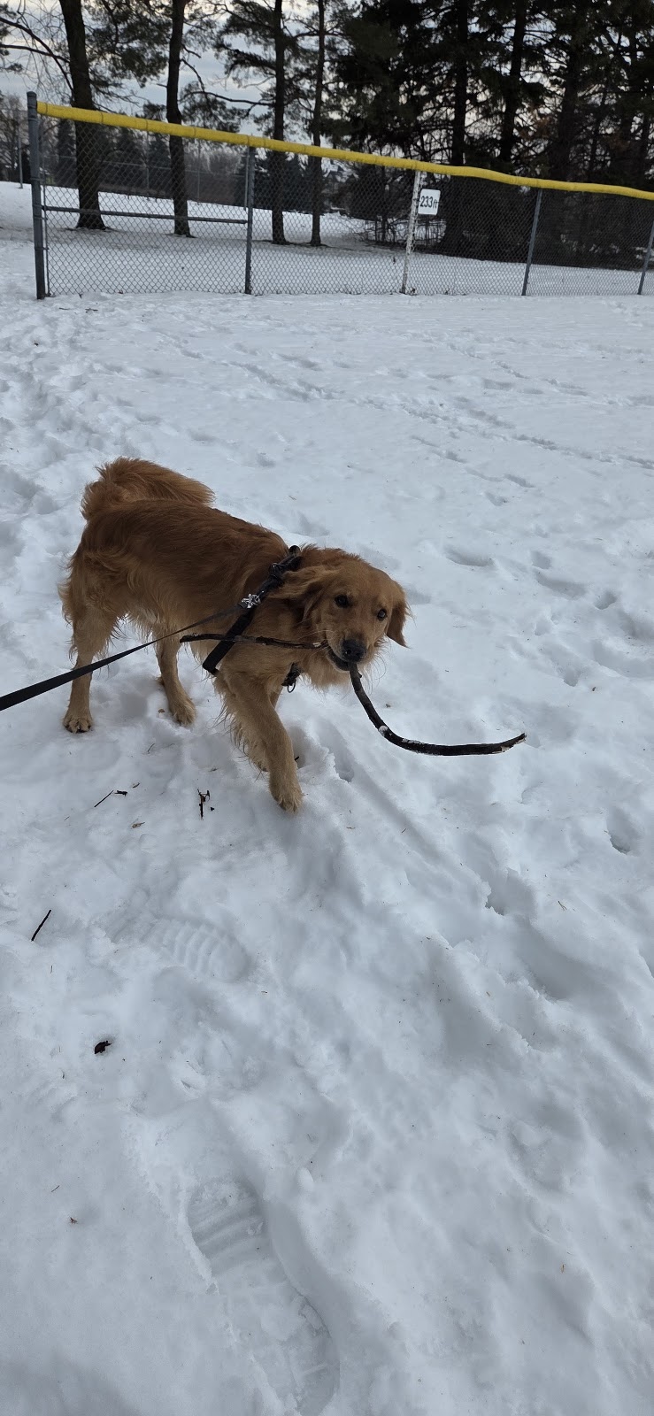 Victoria square Pop up dog park dog park in Markham, Ontario