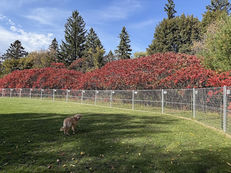 Victoria square Pop up dog park dog park in Markham, Ontario