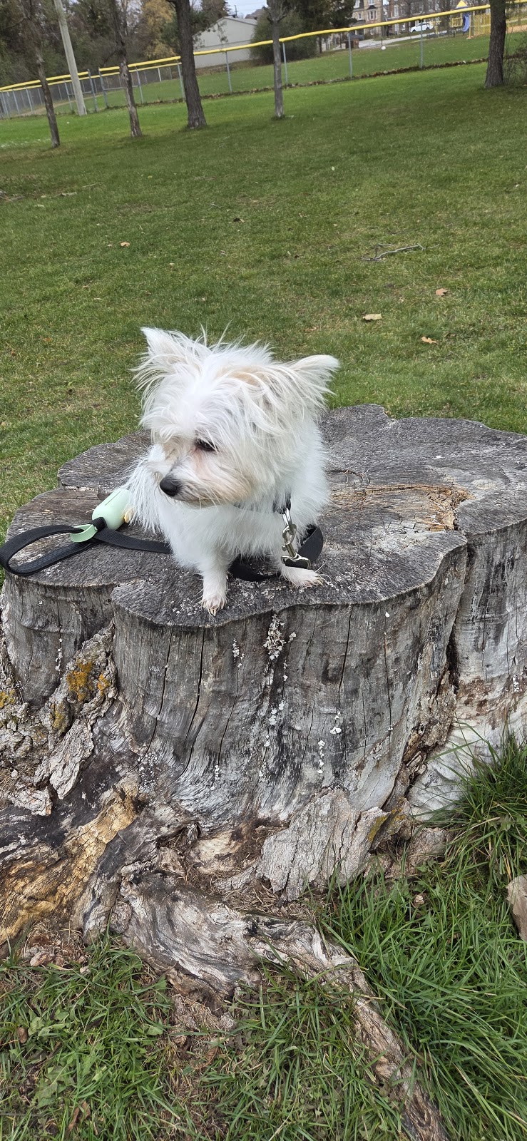 Victoria square Pop up dog park dog park in Markham, Ontario