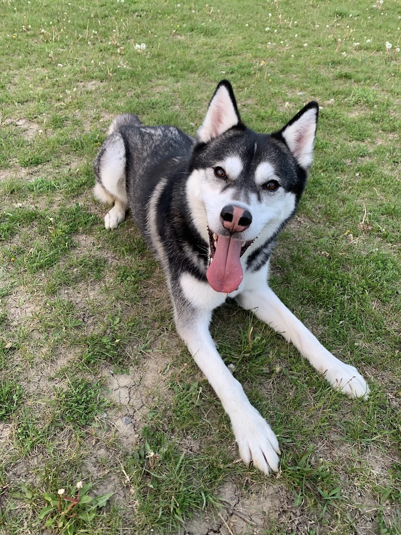 Concord Thornhill Regional Park Off-Leash Dog Park dog park in Vaughan, Ontario