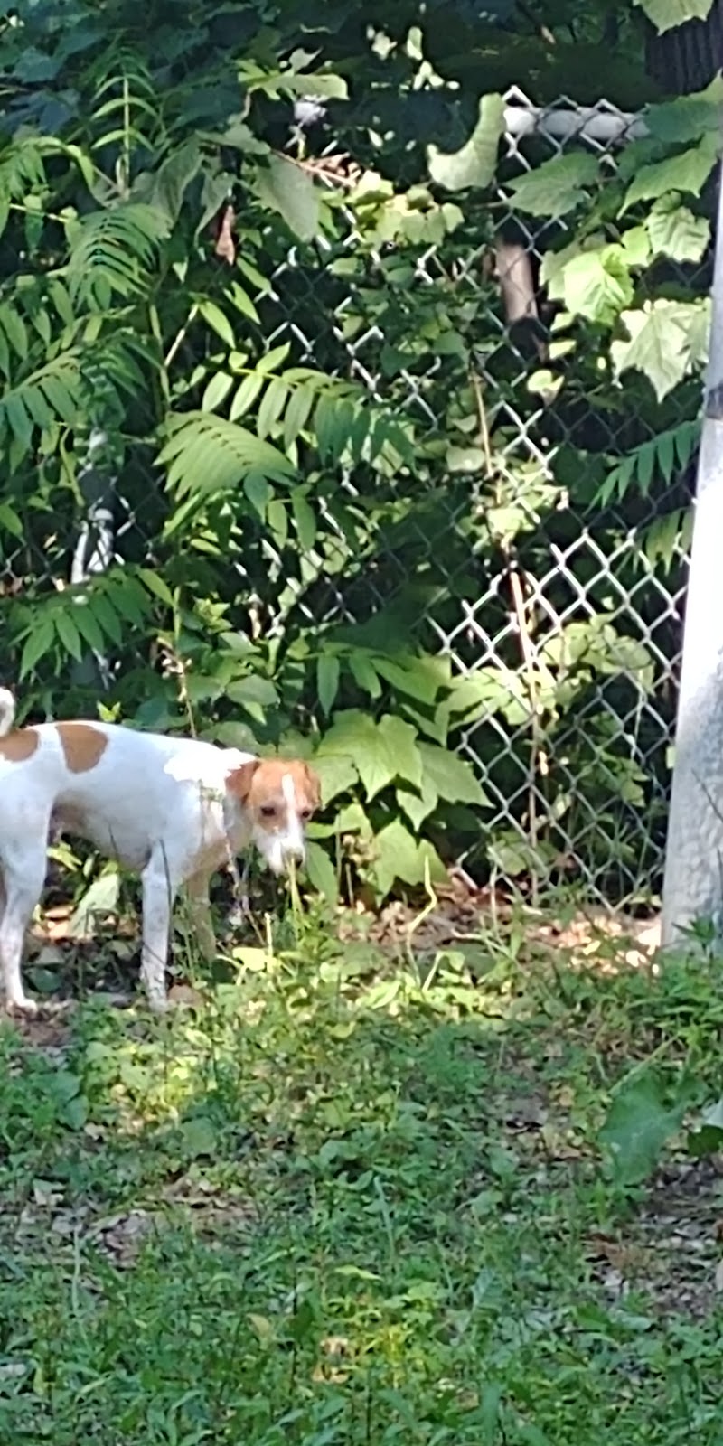 Parc canin St-Eustache dog park in Saint-Eustache, Quebec