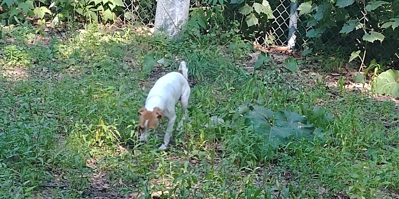 Parc canin St-Eustache dog park in Saint-Eustache, Quebec