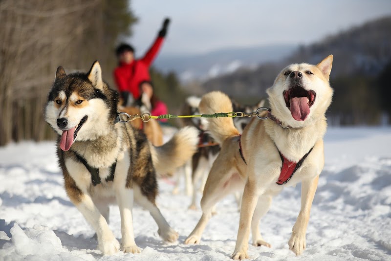 Dog Sledding dog park in Mont-Tremblant, Quebec
