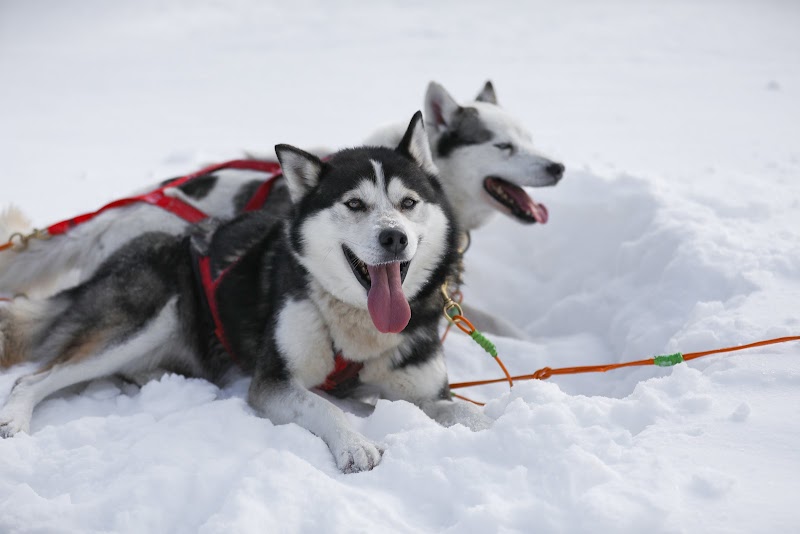 Dog Sledding dog park in Mont-Tremblant, Quebec