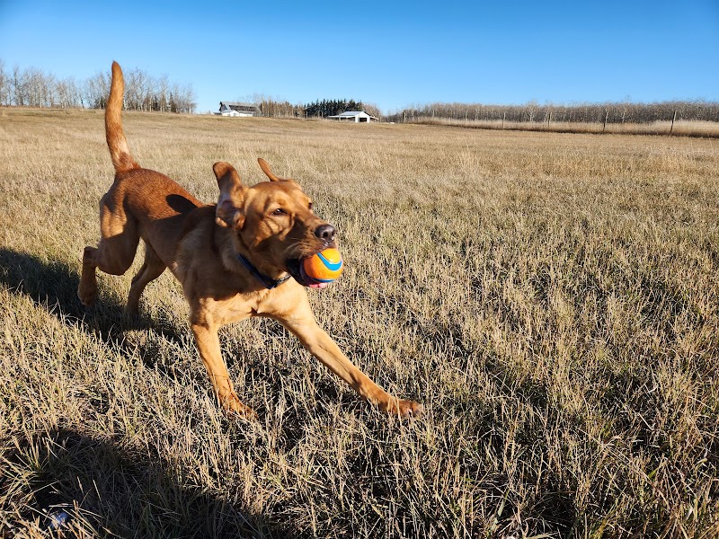 Sirius Unleashed Dog Sports - Private Off-Leash Park dog park in Dalmeny, Saskatchewan