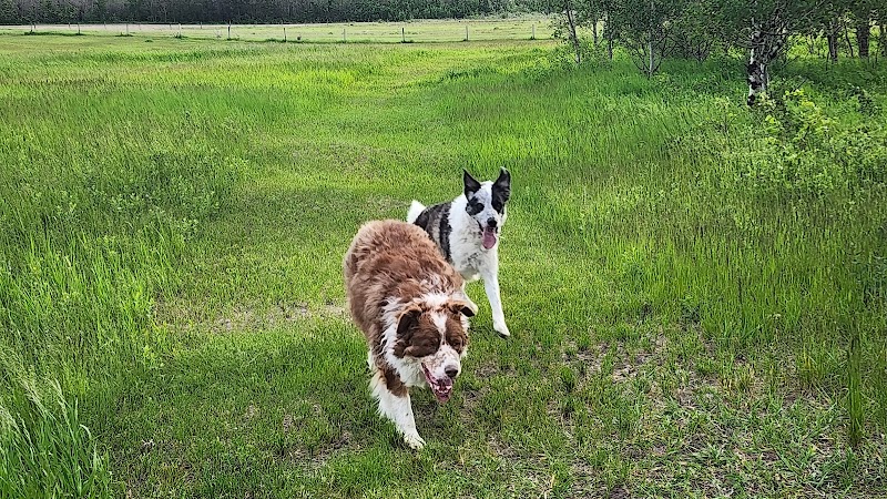 Sirius Unleashed Dog Sports - Private Off-Leash Park dog park in Dalmeny, Saskatchewan
