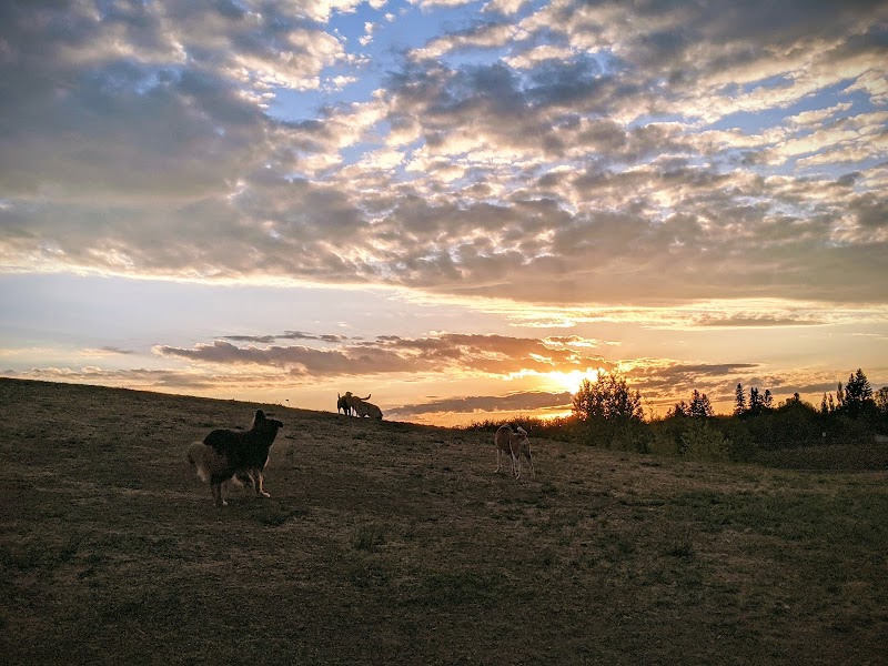 Avalon Dog Park dog park in Saskatoon, Saskatchewan