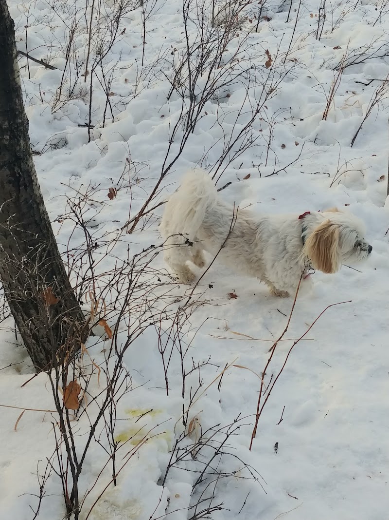 Avalon Dog Park dog park in Saskatoon, Saskatchewan