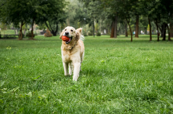 Caswell Dog Park dog park in Saskatoon, Saskatchewan